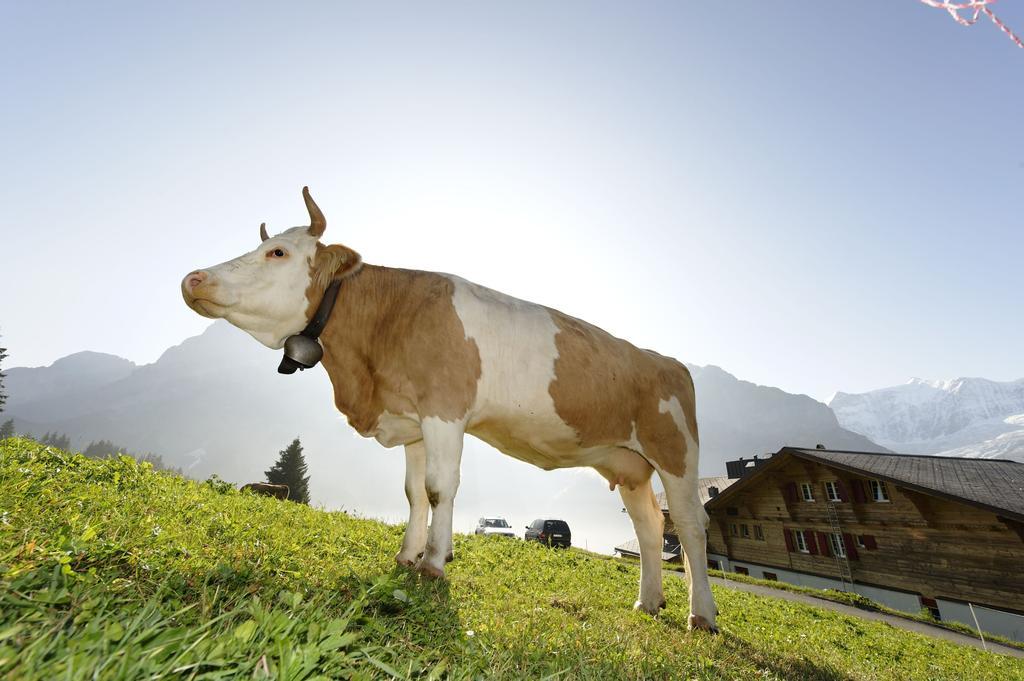 Alpinhotel Bort Grindelwald Exterior photo